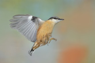 Eurasian nuthatch (Sitta europaea), in flight, lateral flight photo, animals, birds, Siegerland,