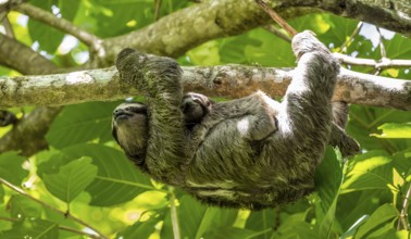 Brown-throated sloth (Bradypus variegatus) with baby climbing a tree, Cahuita National Park, Costa