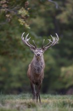 Red deer (Cervus elaphus) adult male stag in a woodland in autumn, England, United Kingdom, Europe