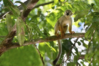 Male Guianan squirrel monkey or Common Squirrel Monkey (Saimiri sciureus) in a tree, Amazonia,