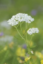 Common yarrow or common yarrow (Achillea millefolium), North Rhine-Westphalia, Germany, Europe