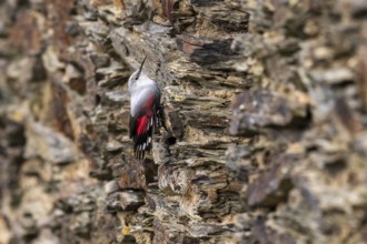 Wallcreeper (Tichodroma muraria) foraging on a wall, wildlife, Germany, Europe