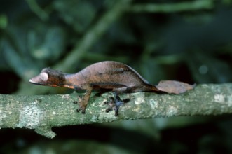 Fantastic Leaf-tailed Gecko, Madagascar, Fantastic satanic leaf tailed gecko (Uroplatus