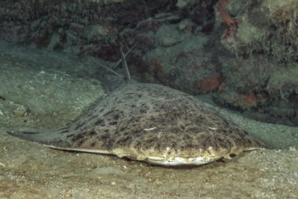 Photograph of monkfish (Squatina squatina) lying on sandy seabed in shadow of reef wall rock reef,