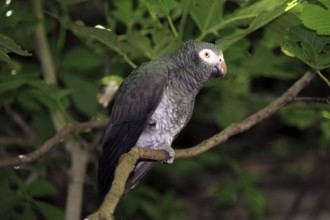 Timneh Grey Parrot, South Africa, African Grey Parrot (Psittacus erithacus timneh), Africa