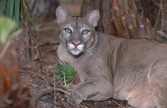 Florida-Panther (Felis concolor coryi)