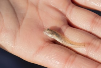 Child's hand holding sand goby (Pomatoschistus minutus), juvenile fish, close-up, macro shot,