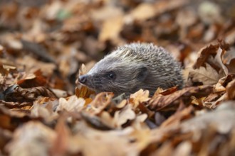 European hedgehog (Erinaceus europaeus) adult animal amongst fallen autumn leaves, Suffolk,