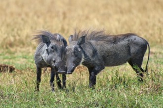 Warthogs (Phacochoerus), making love, mating, animals, love, family, couple, nature, wild,
