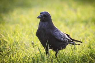 Raven (Corvus corax) on a meadow, Rosensteinpark, Stuttgart, Baden-Württemberg, Germany, Europe