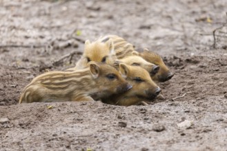 Young wild boars (Sus scrofa), Germany, Europe