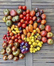 Assorted colourful tomatoes