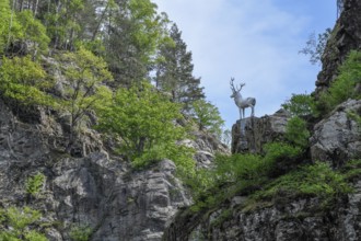 Deer monument at Hirschsprung in the Höllental, near Breitnau, Black Forest, Baden-Württemberg,