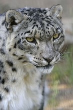 Snow leopard (Panthera uncia), animal portrait, captive, reception station of the German Nature
