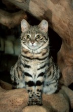 Black-footed cat (felis nigripes)