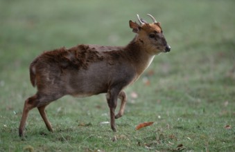 Chinese Muntjak, male (Muntiacus muntjak reevesi), Chinese Muntjak, male, Reeve's Muntjak, lateral,