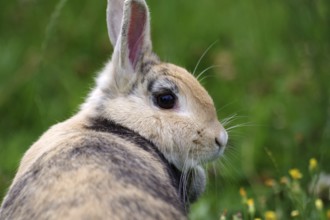 Portrait, rabbit, head, animal, fur, garden, grass, close-up of the side profile of a brown