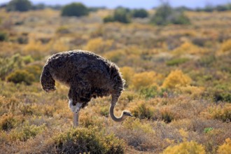 South african ostrich (Struthio camelus australis), female, Oudtshoorn, Klein Karoo, South Africa,