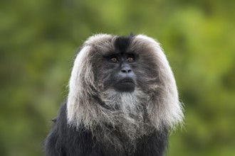 Lion-tailed macaque (Macaca silenus), wanderoo endemic to the Western Ghats of South India