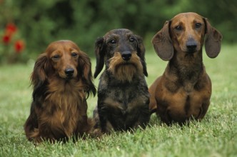 Wirehaired and Roughhaired Dachshunds and Longhaired Dachshunds Standing on Grass