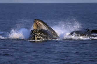 Humpback whale (megaptera novaeangliae), group bubble net feeding, open mouth to catch krill,