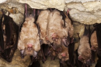 Greater Horseshoe Bat (rhinolophus ferrumequinum), Colony Hibernating in a Cave, Normandy