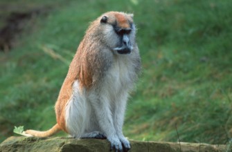 Patas Monkey (Erythrocebus patas), male