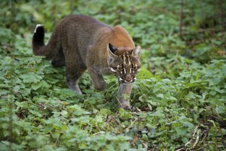 Asian golden cat or Temminks cat, catopuma temmincki, adult running