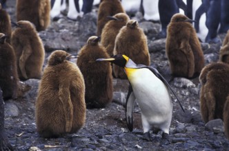 KING PENGUIN (aptenodytes) patagonica, CHICK CRECHE WITH ONE ADULT, SALISBURY PLAIN IN SOUTH