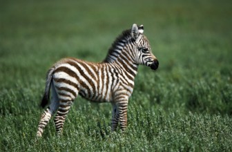 BURCHELL'S ZEBRA (equus burchelli), YOUNG FOAL ON GRASS, KENYA
