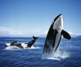 Killer Whale (orcinus orca), Adults Breatching