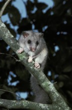 Edible Dormouse (glis glis), Adult standing on Branch, Normandy