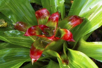 Nest bromeliad (Nidularium innocentii var. lineatum), Brazil, South America