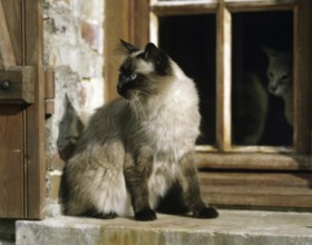 Balinese Domestic Cat at Window