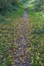 A forest path is covered with a layer of fallen leaves, surrounded by green vegetation, borken,