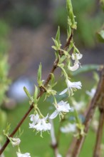 Lonicera × purpusii 'Winter Beauty', An den Dorfwiesen 9, Federal Republic of Germany