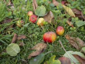 Apples lying under an apple tree in a garden, fallen fruit, Braunschweig, Lower Saxony, Germany,
