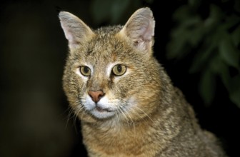 Jungle Cat (felis chaus), Portrait of Adult