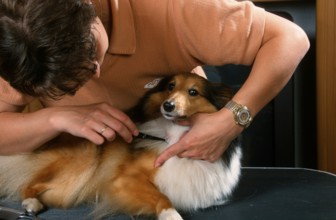 Woman removes tick from Sheltie