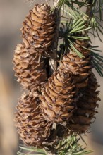 Pine cones on a branch