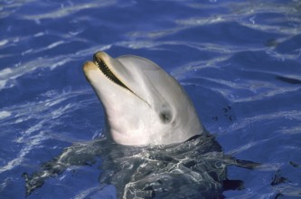 BOTTLENOSE DOLPHIN (tursiops truncatus), HONDURAS