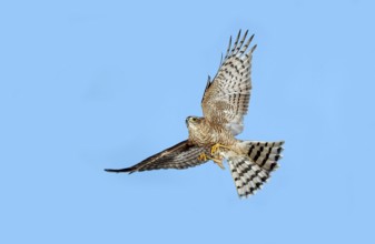 Eurasian sparrowhawk (accipiter nisus), adult in flight