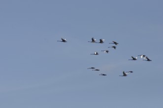 Australian black swans, Cygnus atratus, over Lake Haupiri, West Coast, South Island, New Zealand,