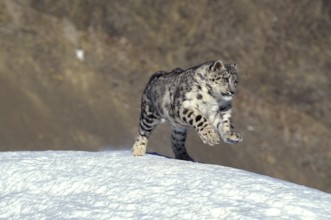 SNOW LEOPARD OR OUNCE uncia uncia, ADULT RUNNING ON SNOW