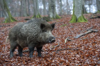 Wild Boar (Sus scrofa), tusker