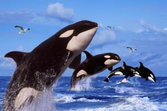 Killer whales (Orcinus orca)