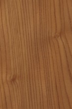 Background of wood grain from Red Elm, Ulmus rubra, aka Slippery Elm, Soft Elm, found in the