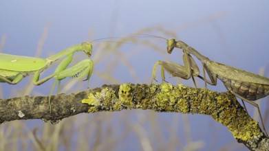 Slow motion, Two large female praying mantis meet on the same tree branch. Conflict of