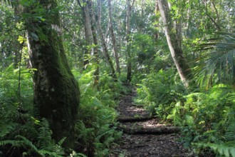 Forest, Jozani National Park, Zanzibar, Tanzania, Africa