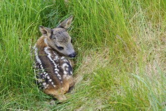 European roe deer (Capreolus capreolus) , fawn